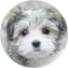 Havachon Puppy For Sale - Lone Star Pups