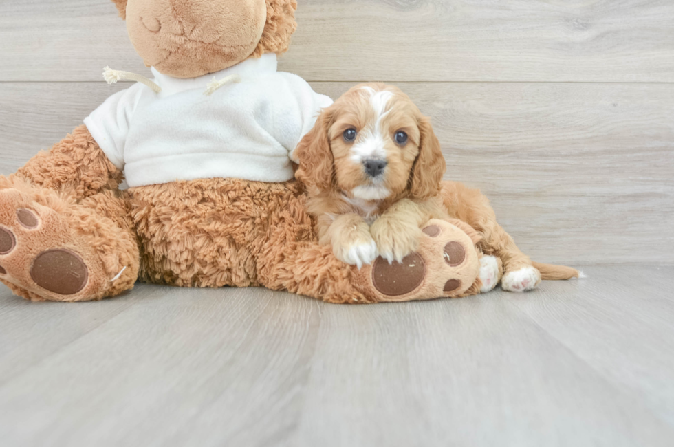 7 week old Cavapoo Puppy For Sale - Lone Star Pups