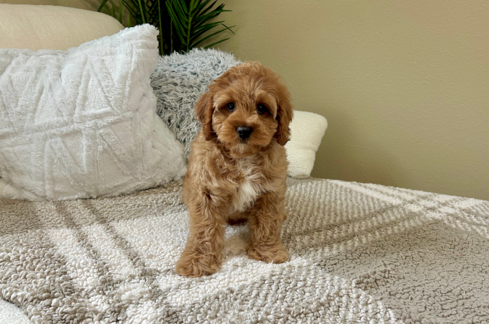 12 week old Cavapoo Puppy For Sale - Lone Star Pups