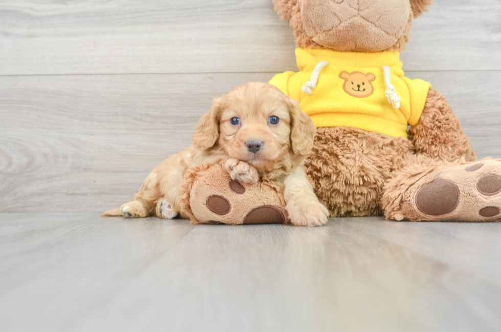 9 week old Cavapoo Puppy For Sale - Lone Star Pups