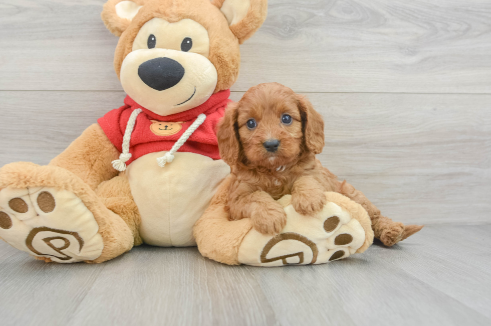 5 week old Cavapoo Puppy For Sale - Lone Star Pups