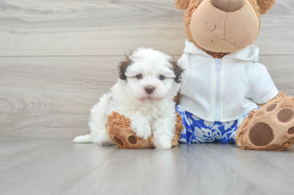 5 week old Havanese Puppy For Sale - Lone Star Pups