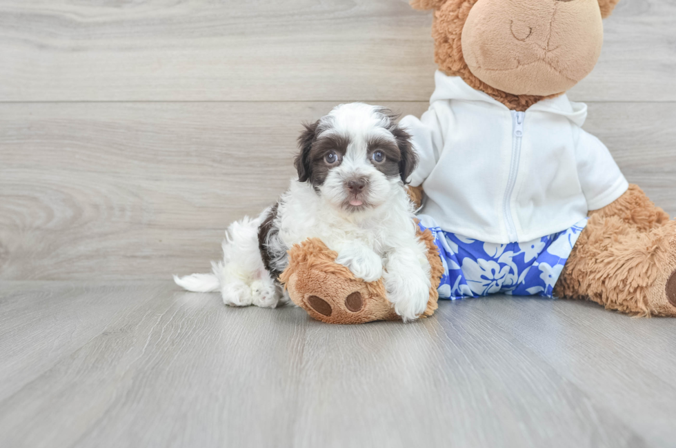 9 week old Havanese Puppy For Sale - Lone Star Pups