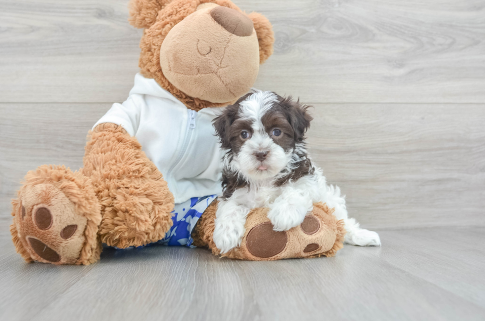 9 week old Havanese Puppy For Sale - Lone Star Pups