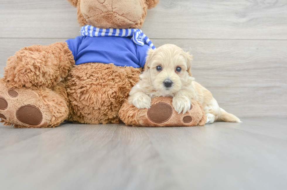 7 week old Maltipoo Puppy For Sale - Lone Star Pups