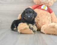 9 week old Mini Aussiedoodle Puppy For Sale - Lone Star Pups