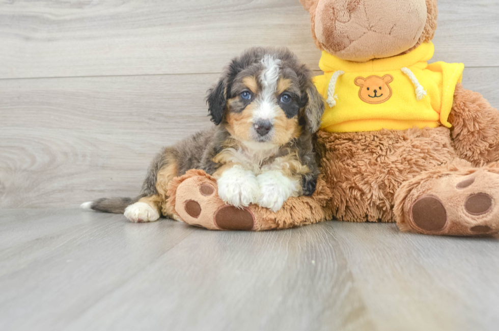 5 week old Mini Bernedoodle Puppy For Sale - Lone Star Pups