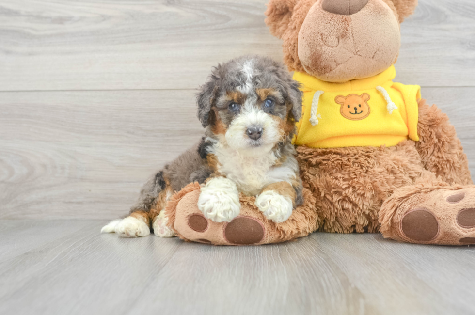 6 week old Mini Bernedoodle Puppy For Sale - Lone Star Pups