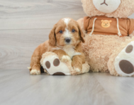 6 week old Mini Goldendoodle Puppy For Sale - Lone Star Pups