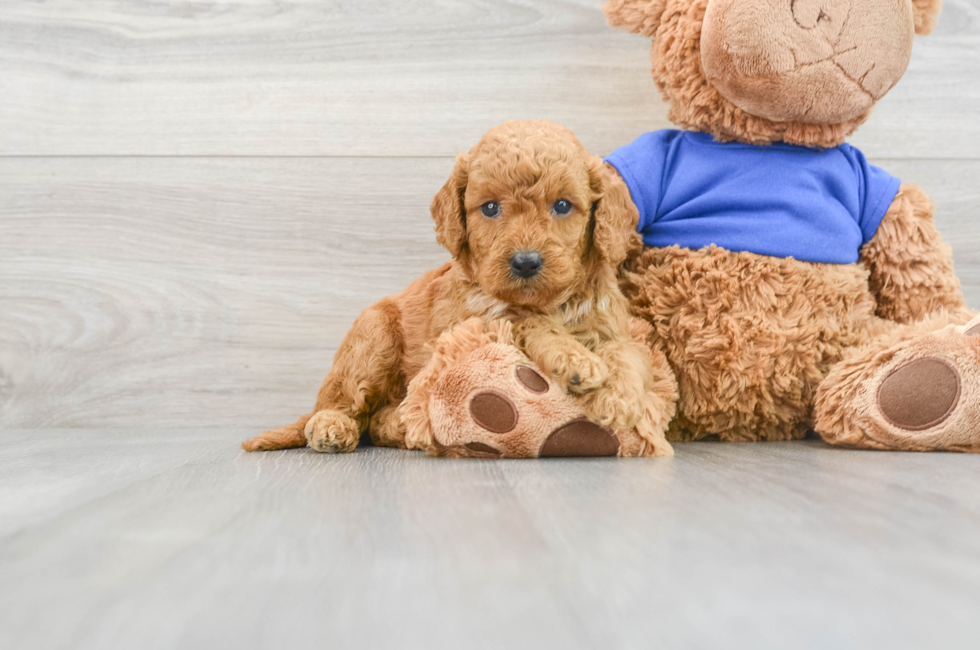 7 week old Mini Goldendoodle Puppy For Sale - Lone Star Pups