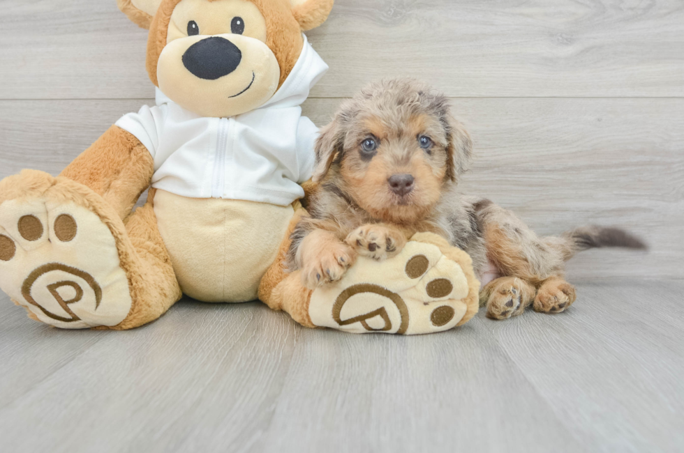 9 week old Mini Labradoodle Puppy For Sale - Lone Star Pups