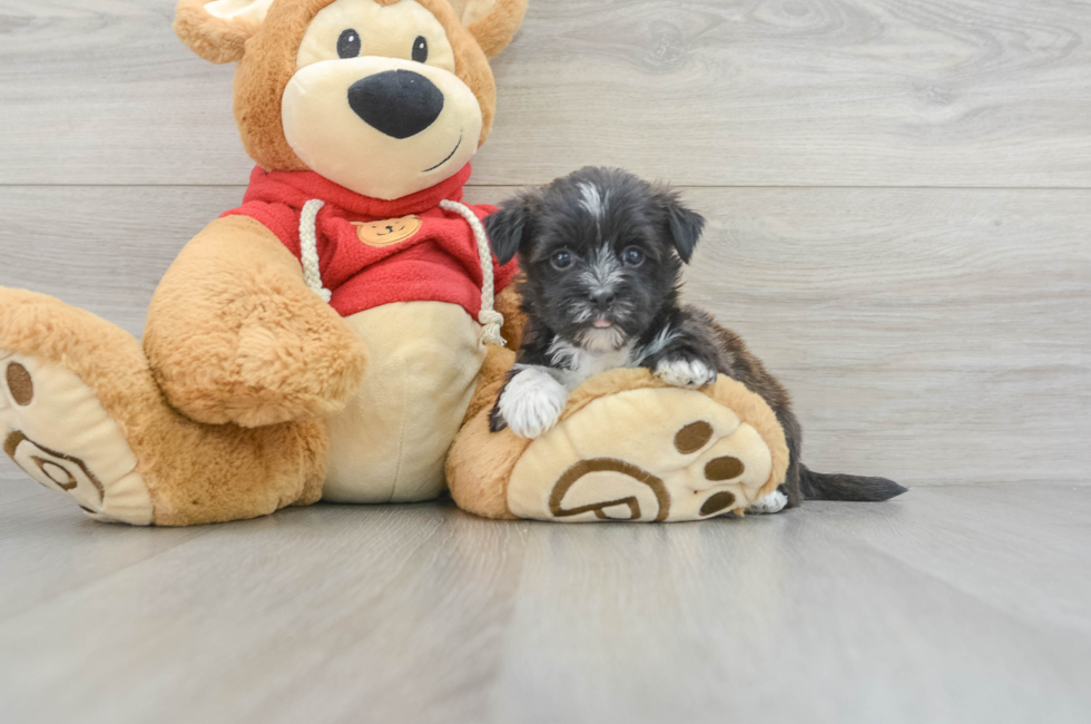 5 week old Morkie Puppy For Sale - Lone Star Pups