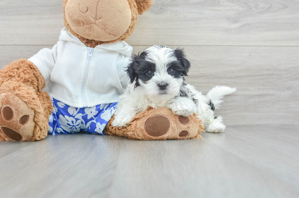 8 week old Morkie Puppy For Sale - Lone Star Pups