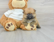 9 week old Pomeranian Puppy For Sale - Lone Star Pups