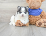 6 week old Pomsky Puppy For Sale - Lone Star Pups