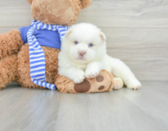 5 week old Pomsky Puppy For Sale - Lone Star Pups