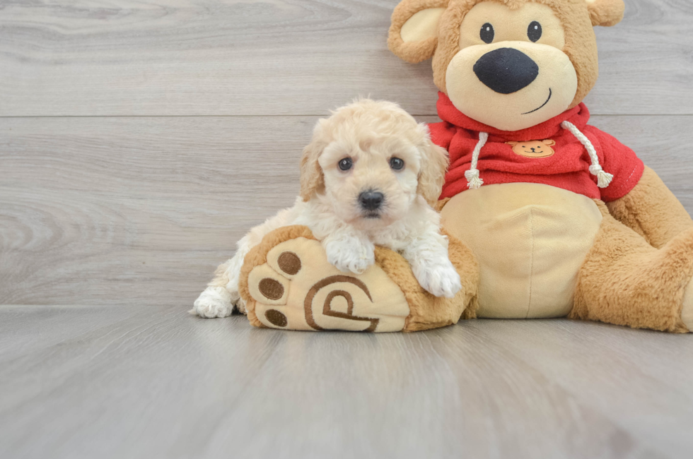 10 week old Poochon Puppy For Sale - Lone Star Pups