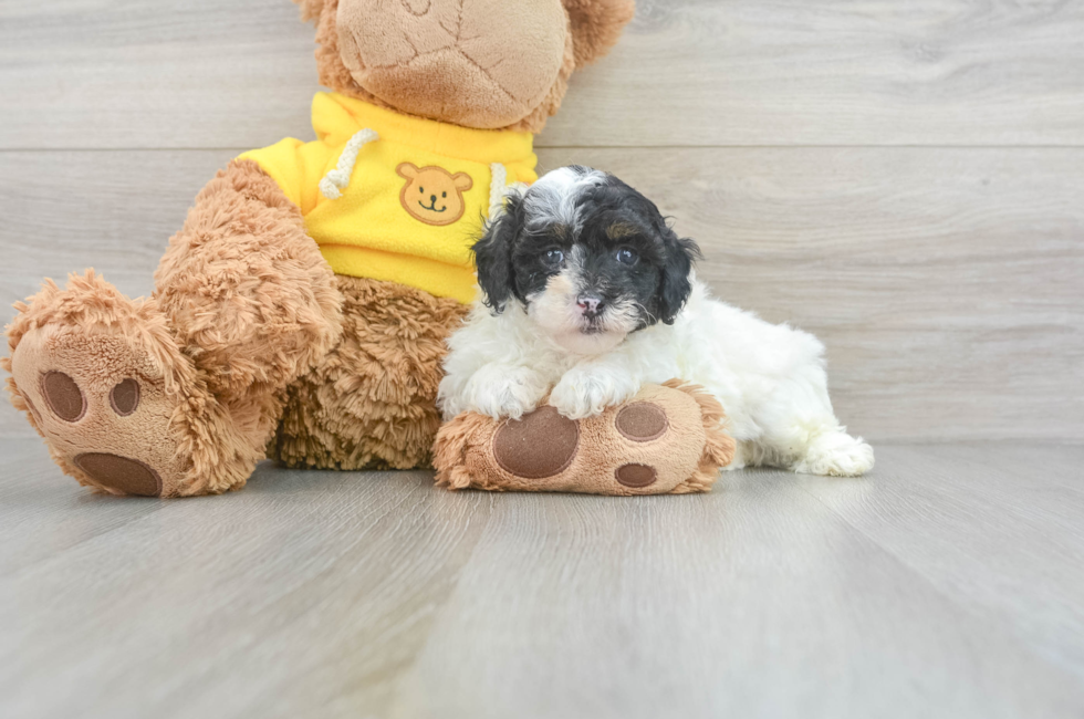 6 week old Poodle Puppy For Sale - Lone Star Pups