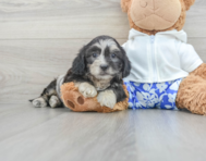 9 week old Shih Poo Puppy For Sale - Lone Star Pups