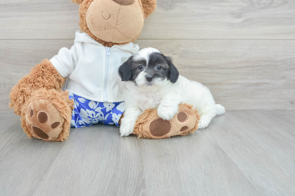 8 week old Shih Poo Puppy For Sale - Lone Star Pups
