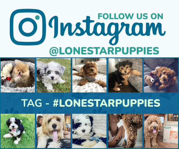 Lone Star Pups-instagram