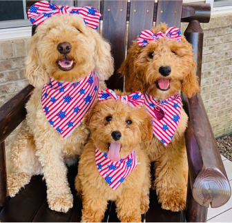 Doodle Breeds Puppies For Sale Lone Star Pups Doodle Breeds Puppies For Sale Lone Star Pups