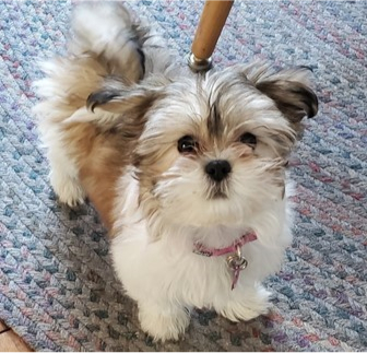 Designer Breeds Puppies For Sale Lone Star Pups Designer Breeds Puppies For Sale Lone Star Pups