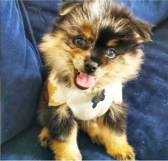 Purebred Breeds Puppies For Sale Lone Star Pups Purebred Breeds Puppies For Sale Lone Star Pups