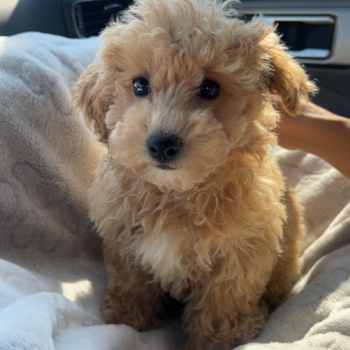 Willow, a Poochon puppy from Corpus Christi  TX
