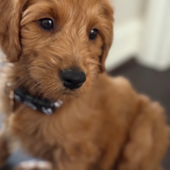 Sassy, a Mini Goldendoodle puppy from Katy TX