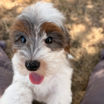 Olive, a Cavapoo puppy from Austin VT