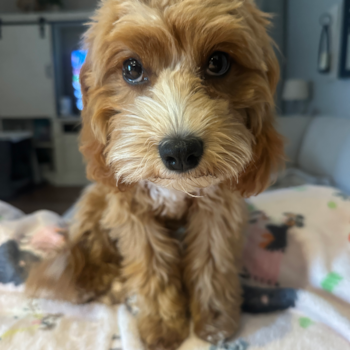 CALLISTA, a Cavapoo puppy from Pearland TX