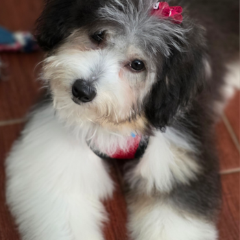 Amina, a Aussiechon puppy from San Antonio TX