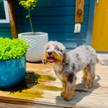 Ellie, a Mini Bernedoodle puppy from Houston TX