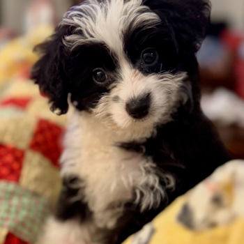 Dolly Delilah, a Mini Aussiedoodle puppy from League City TX