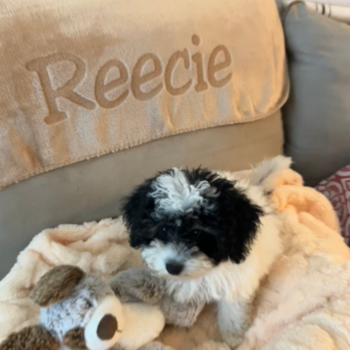Reecie Maeve, a Poochon puppy from Leander TX