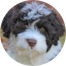 Portuguese Water Dog Puppy For Sale - Lone Star Pups