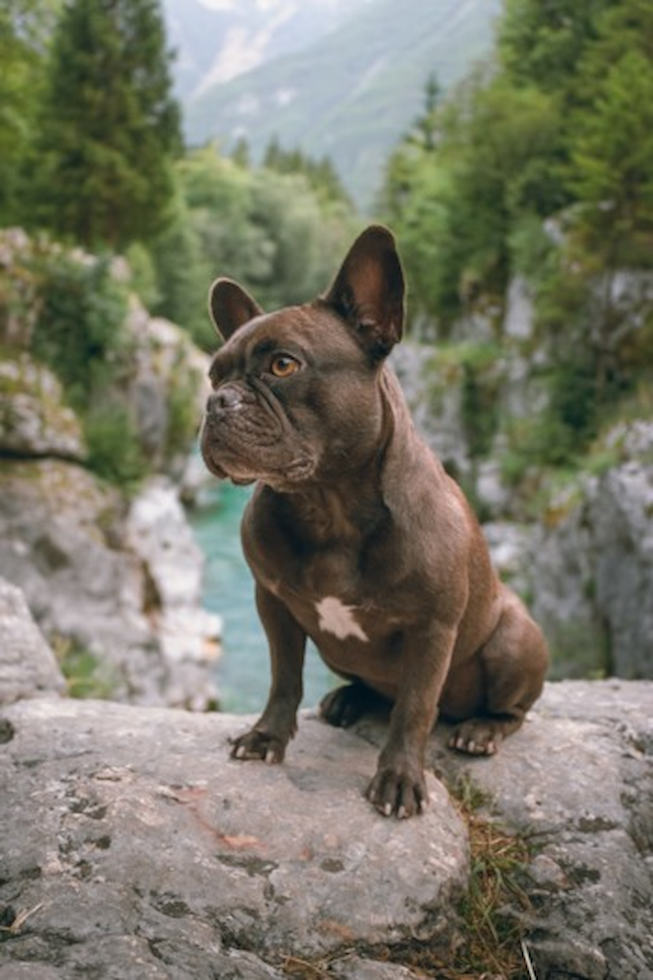 Cute Frenchie Purebred Pup Cute Frenchie Purebred Pup