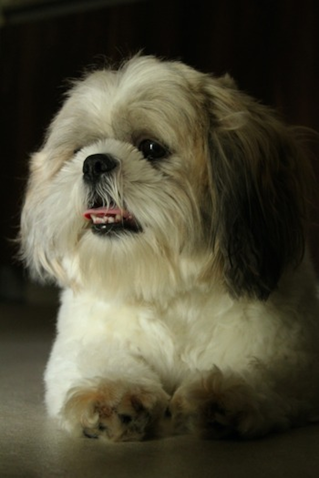Shih Tzu Being Cute Shih Tzu Being Cute