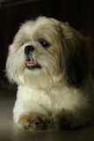 Shih Tzu Being Cute Shih Tzu Being Cute