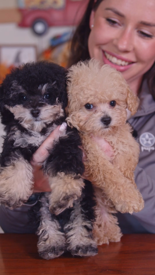 Lone Star Pups Mini Poodles in Every Color… Trending Video