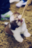 Shih Tzu Being Cute Shih Tzu Being Cute