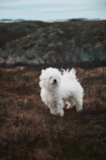 Cute Bichon Frise Purebred Pup Cute Bichon Frise Purebred Pup