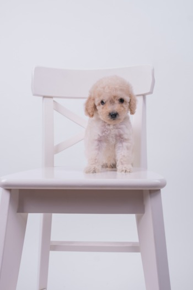 Cute Maltepoo Poodle Mix Pup Cute Maltepoo Poodle Mix Pup