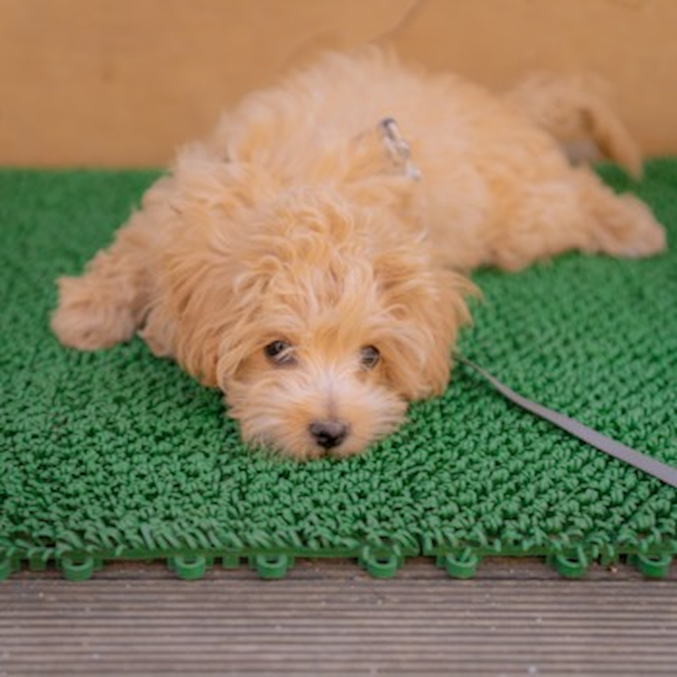 Cute Maltipoo Poodle Mix Pup Cute Maltipoo Poodle Mix Pup