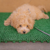 Cute Maltipoo Poodle Mix Pup Cute Maltipoo Poodle Mix Pup