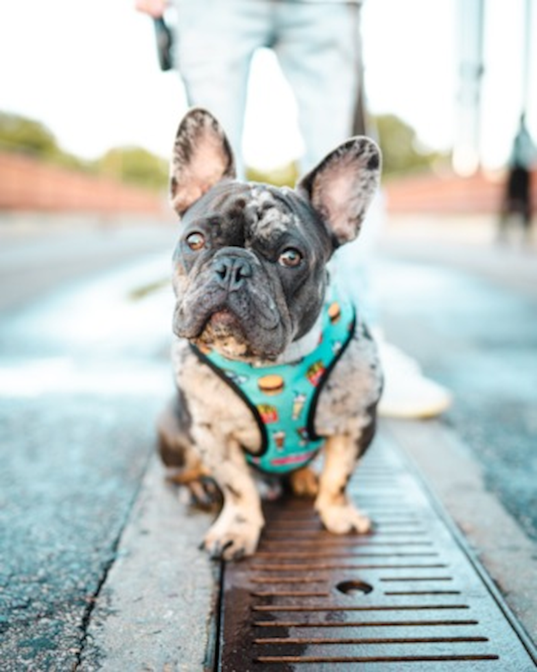 Cute Frenchie Purebred Pup Cute Frenchie Purebred Pup