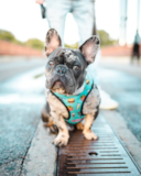 Cute Frenchie Purebred Pup Cute Frenchie Purebred Pup