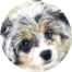 Aussiechon Puppies For Sale - Lone Star Pups