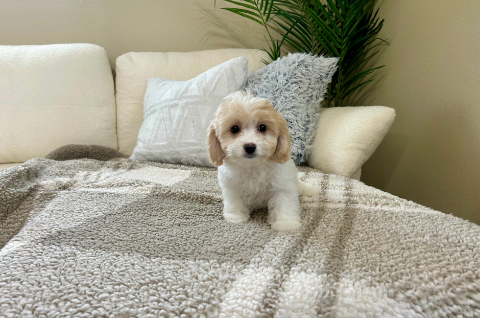 10 week old Cavachon Puppy For Sale - Lone Star Pups